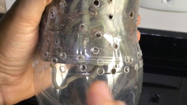 Como Plantar Orquídeas em Garrafa PET смотреть онлайн