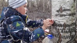 КАК СОБРАТЬ БЕРЁЗОВЫЙ СОК БЕЗ ВРЕДА ДЕРЕВУ?