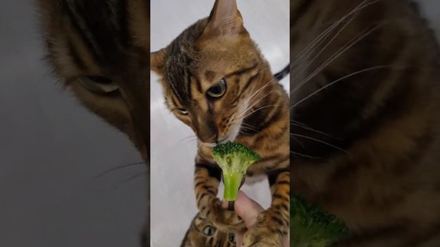 Бенгал-веган🥦 смотреть онлайн