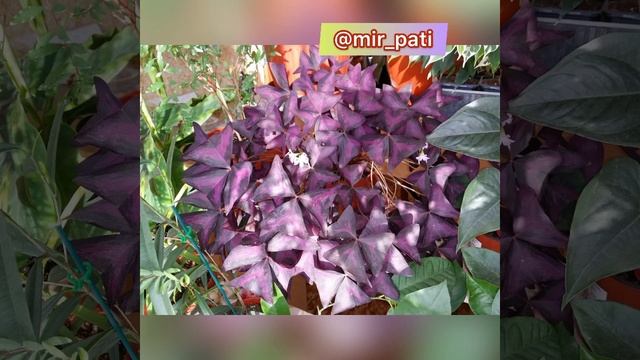 КИСЛИЦА УХОД.