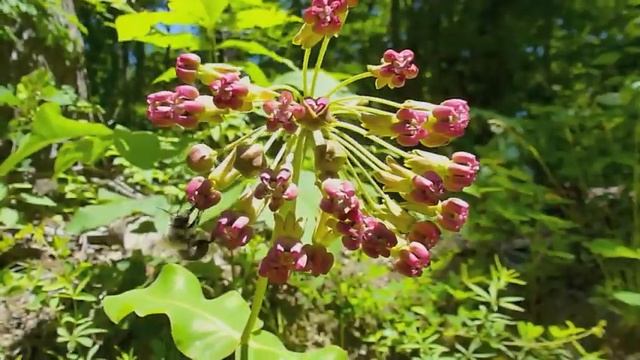 Habropoda or Anthophora bees on Asclepias amplexicaulus in North Carolina 20 May 2012 смотреть онлайн