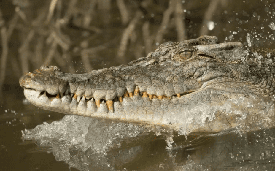 В Австралии крокодил чуть не съел рыбака