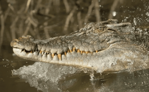 В Австралии крокодил чуть не съел рыбака