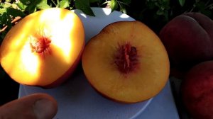 Персик "Флемин Фьюри PF-15A".