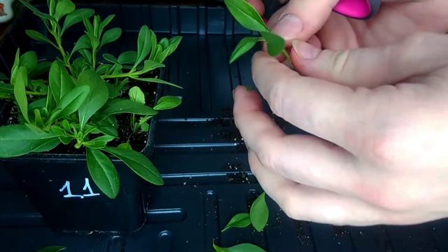 Черенкуем калибрахоа. Хорошая корневая за 2 недели. Будни Петунщика: выпуск 5. смотреть онлайн