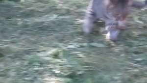 Кот ловит мышь