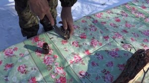? Волшебная сила живицы, живица - смола лиственницы, лекарственная