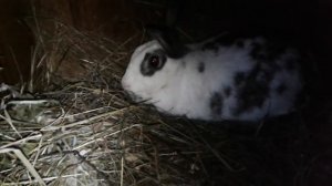 Разведение кроликов породы Бабочка.