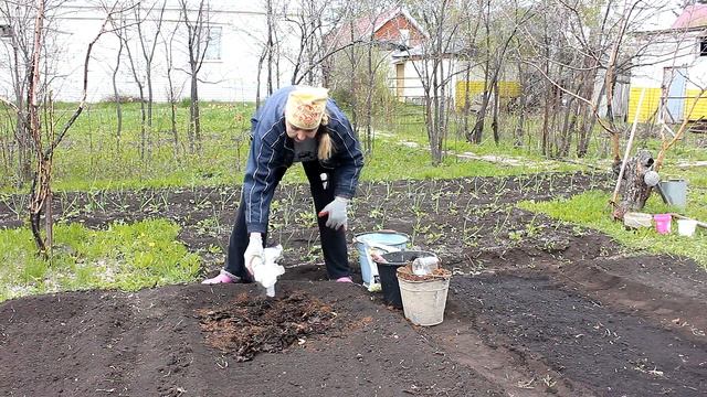 Сажаем морковь что положить в грядку смотреть онлайн