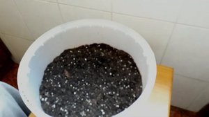 Выращиваем рассаду гледичии