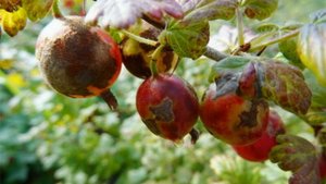 Мучнистая роса на крыжовнике и как с ней бороться