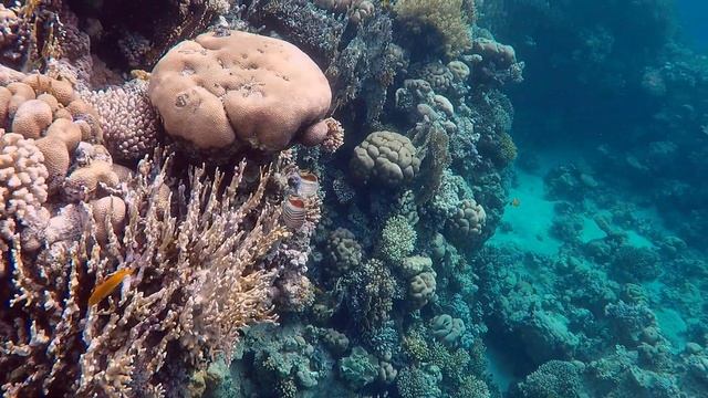 Рыбки Красного моря. Забавный и познавательный снорк в Ras Nasrani и Ras Bob. отель Melton