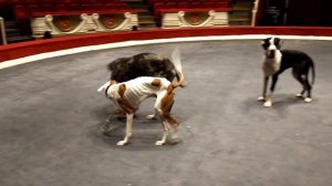 Выходной день в цирке на Цветном бульваре .Собачьи игры.Circus dogs playing .Day off at the circus.