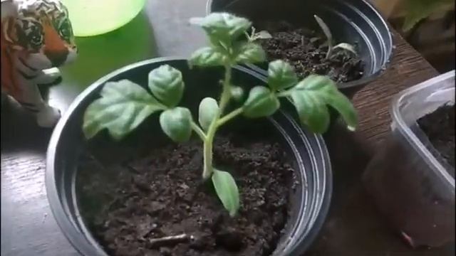 Как разбудить спящую рассаду? Готовимся к следующему сезону смотреть онлайн