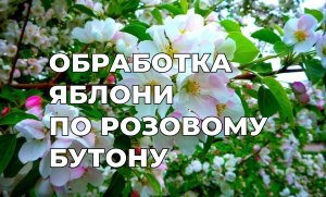 Обработка яблони по "розовому бутону" от болезней и вредителей.