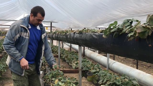 06/21Подготовка Клубники к сезону 2021. Малообъемка. смотреть онлайн