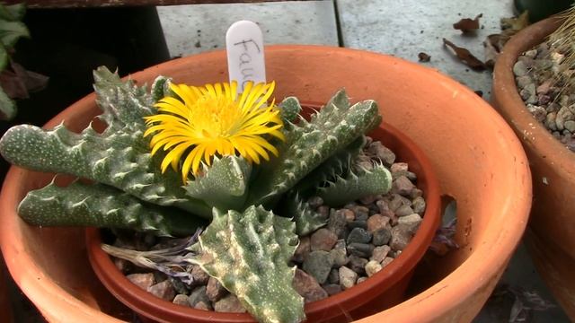 Faucaria tigrina, Tiger's Jaw Plant, in Flower смотреть онлайн