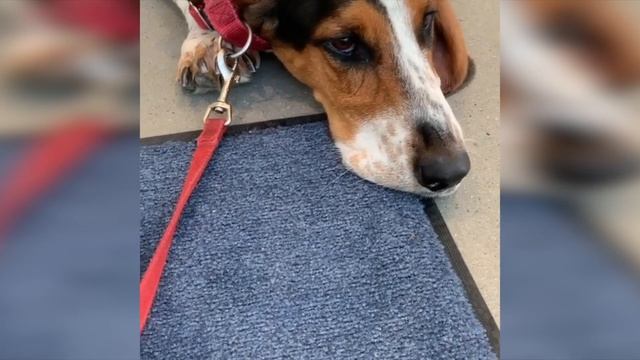 Cutest Basset Hound Compilation 2019 смотреть онлайн