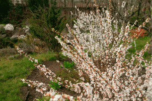 Вишня войлочная. Обрезка весной (Prunus tomentosa)