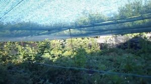 Как просто натянуть защитную сетку