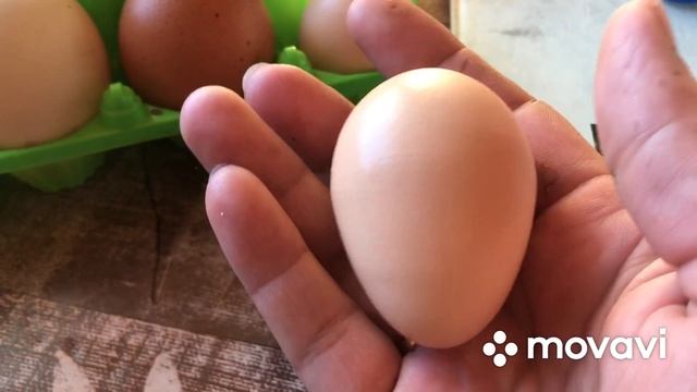 Как несутся трёх годовалые куры леггорн ??????