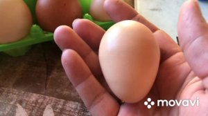 Как несутся трёх годовалые куры леггорн ??????