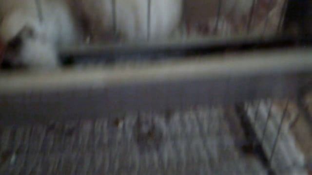 Содержание перепелов в доме. Кормление . Уход. смотреть онлайн