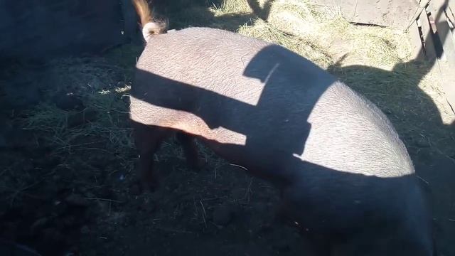Посадили хряка на диету_Чем кормлю кабана смотреть онлайн