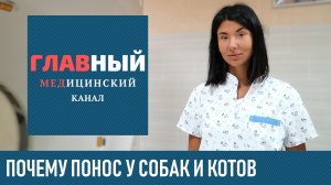 Понос у Собаки, Кота, Кошки: причины и что делать если у собаки, котенка и щенка понос и рвота