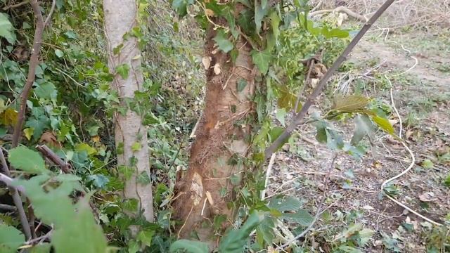 Бышлян (плющ) на деревьях инжира (смоквы). смотреть онлайн