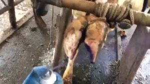 Пример лечения межпальцевой дерматита у коров Хелмаксом, правильное перебинтовывание