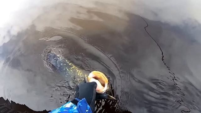 СУПЕР РЫБАЛКА Весной перед ЗАПРЕТОМ !!! Клюет ВСЯ РЫБА! Судак! Щука! СОМ! Всё в одном Месте!!! смотреть онлайн