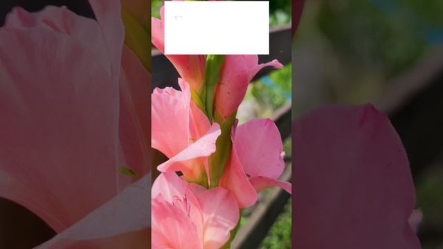 Гладиолус (Gladiolus)?