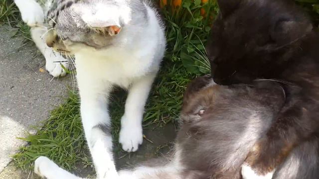 Такое не часто увидишь...😁 смотреть онлайн