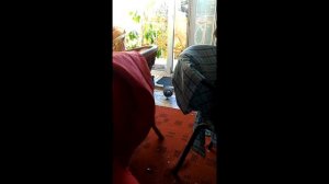 Как поймать голубя не выходя из дома