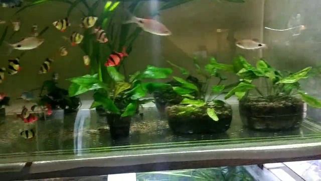 Анциструсы это НЕ любят смотреть онлайн