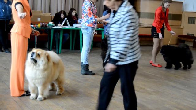 Сравнение на ЛПП - Чемпионат чау-чау смотреть онлайн