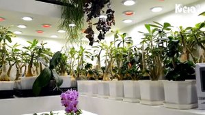 Адениум дома Светодиодное освещение комнатных растений