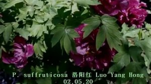 Пион древовидный Luo_Yang_Hong-Luoyang Red