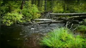 МОЩНОЕ и ЭФФЕКТИВНОЕ ОМОЛОЖЕНИЕ! МАТРИЦА ГАРЯЕВА. ПРОСТО СЛУШАЕМ ЗВУК.  21 января 2023 г.