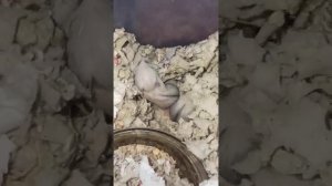 Как дела у джунгарских хомячков?