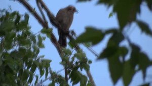 Сойка - американская птица счастья