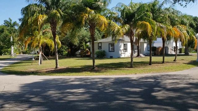 Syagrus x montgomeryana - A Very Coconut Looking Hybrid Of A Queen Palm And Syagrus schizophylla. смотреть онлайн