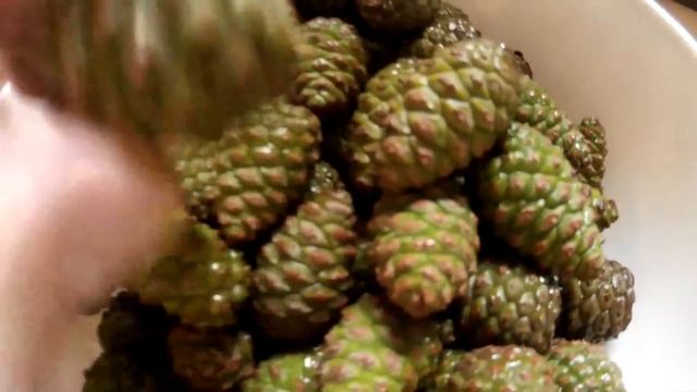 Молодые сосновые шишки. Как выглядят молодые шишки сосны