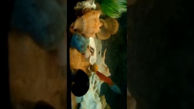 Улитки-Ампулярии смотреть онлайн