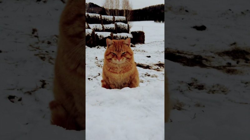 Хозяин фермы на страже❤️ #cat #алтай #ферма #farming