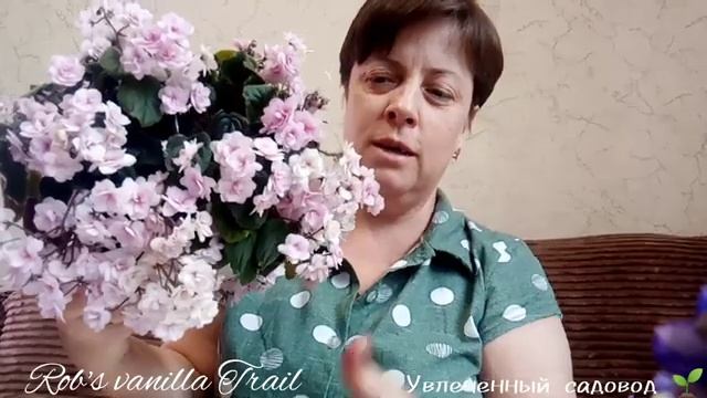 Фиалки Rob’s Vanilla Trail и другие. Небольшой обзор