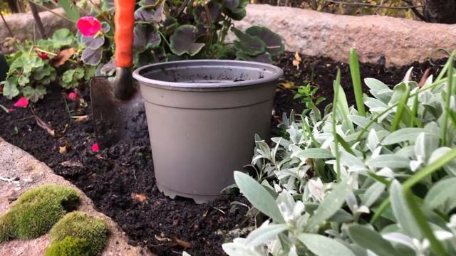 How To Plant Oxalis Bulbs In Just 2 Minutes