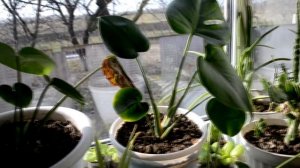 Монстера пересадка, уход, размножение