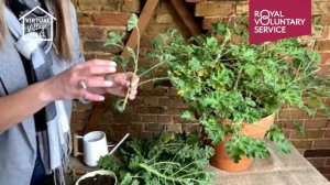 Overwintering your geraniums with Rachel Moore